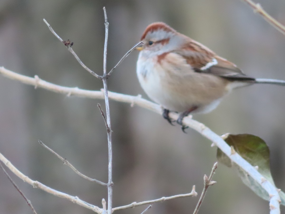 American Tree Sparrow - ML394487681