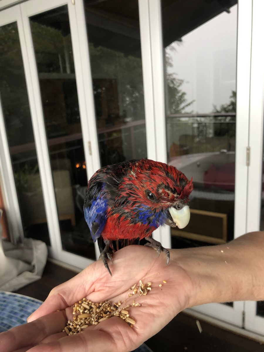 Crimson Rosella - ML394487881