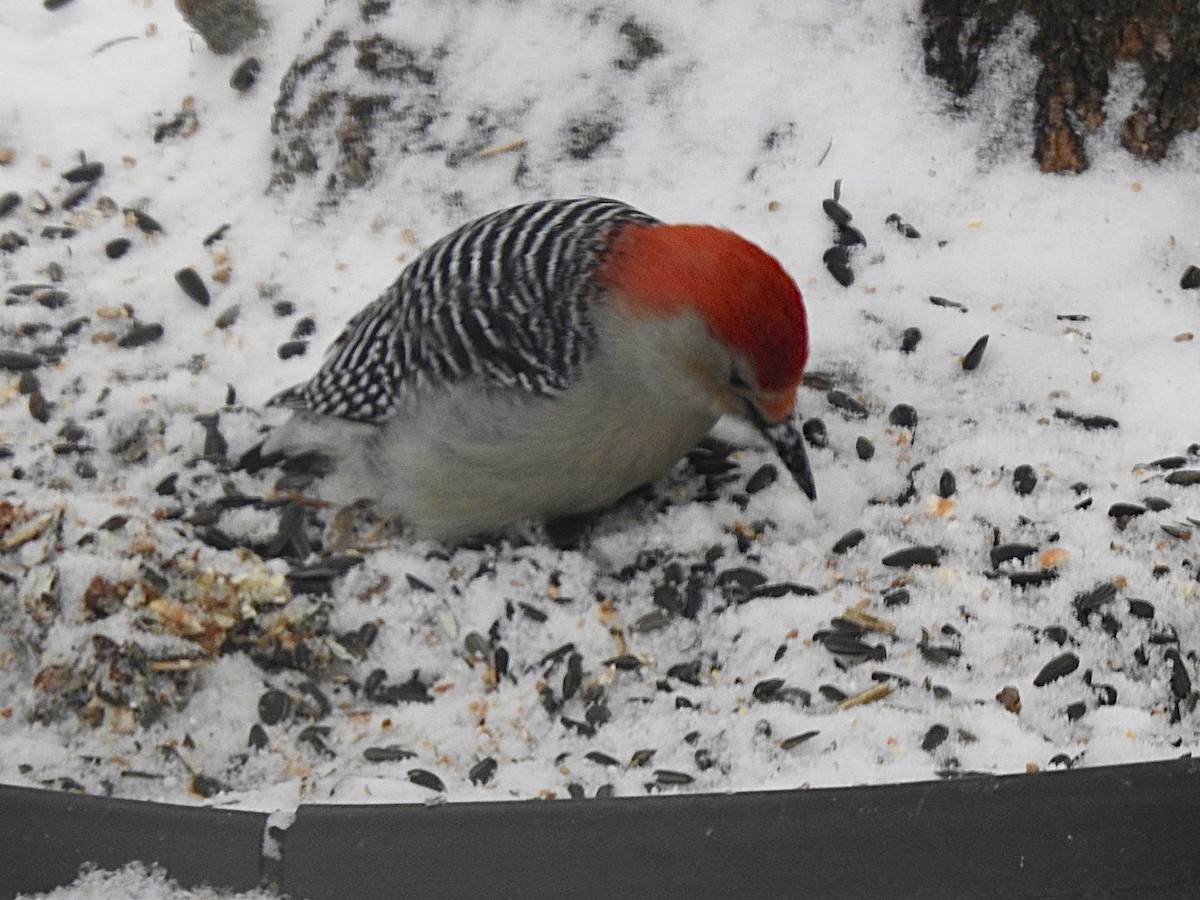 Red-bellied Woodpecker - Sharlane Toole