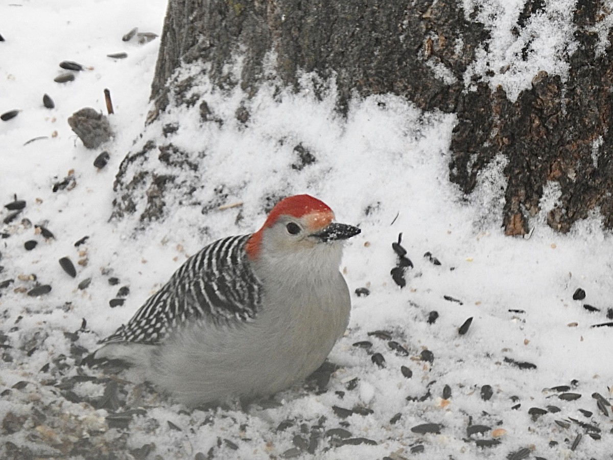 Red-bellied Woodpecker - ML394488621