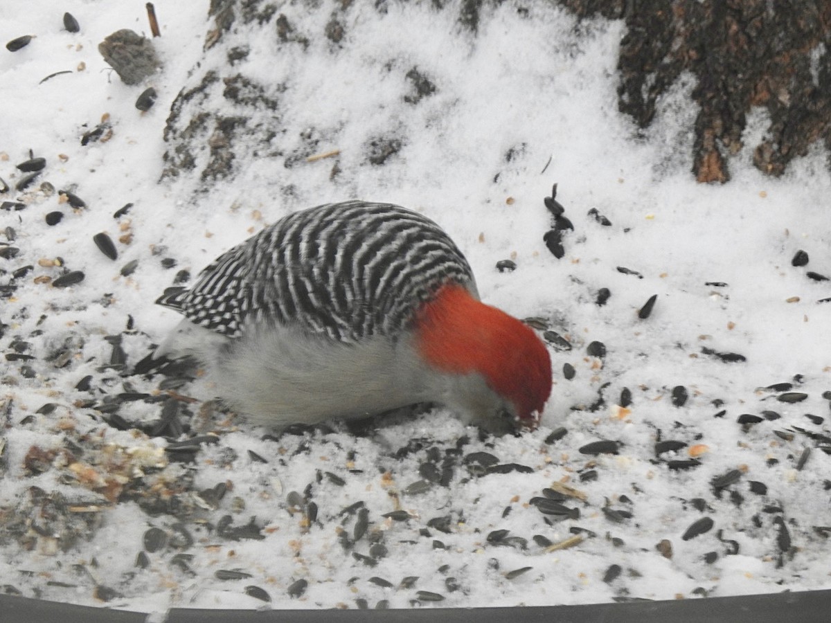 Red-bellied Woodpecker - ML394488641