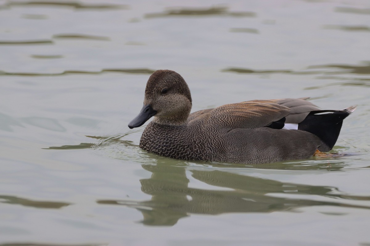 Gadwall - Wei Lu