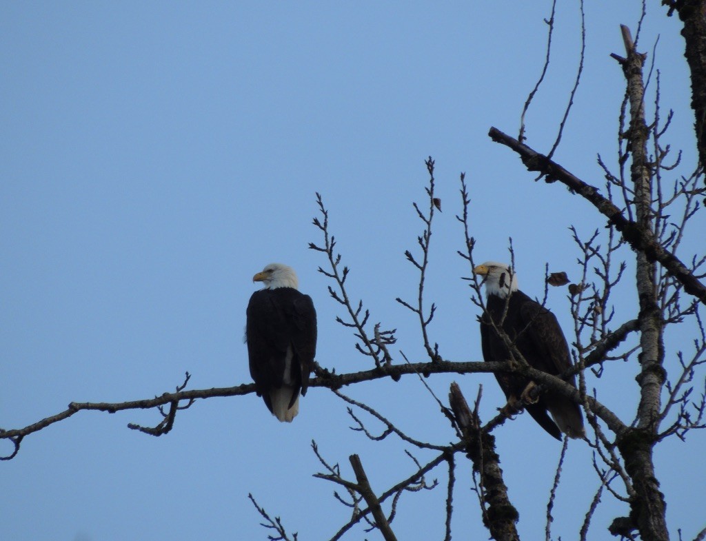 Bald Eagle - Zev Doll-Schmitz