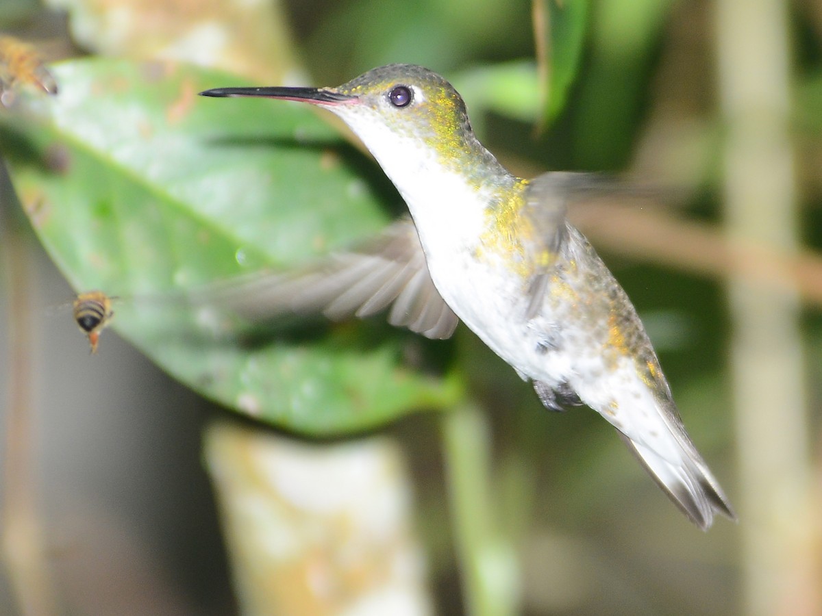 White-bellied Hummingbird - Alan Van Norman