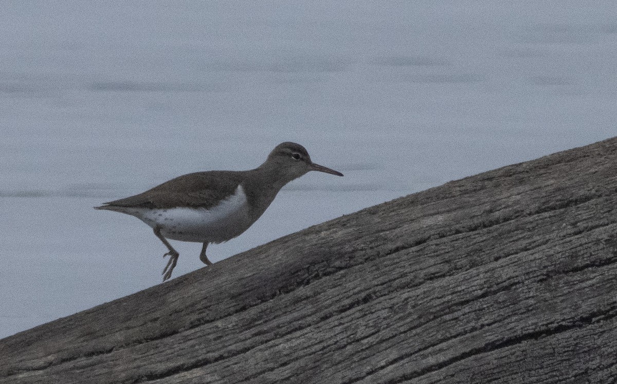 Spotted Sandpiper - ML394495031