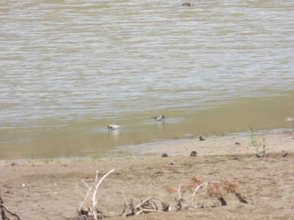 Baird's Sandpiper - ML394495761