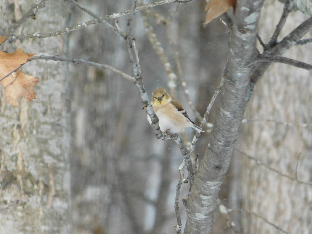 American Goldfinch - ML394496751