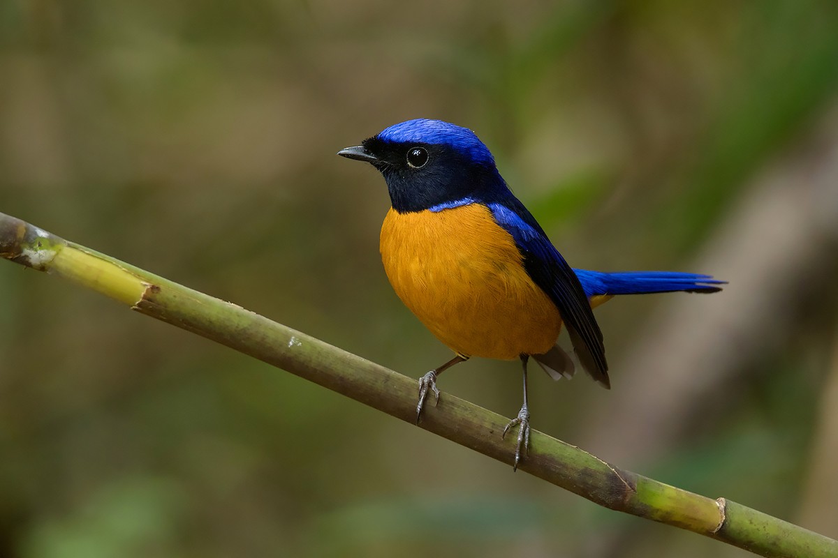 Rufous-bellied Niltava - Ayuwat Jearwattanakanok