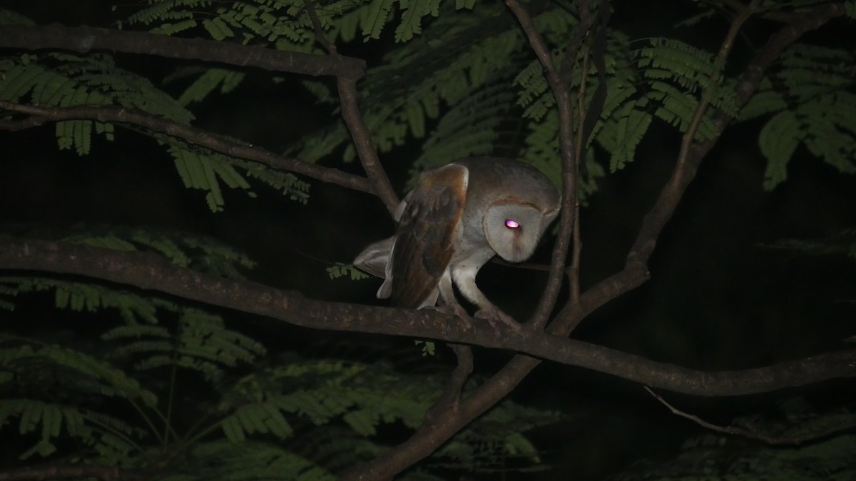 Barn Owl - Praveen Bennur