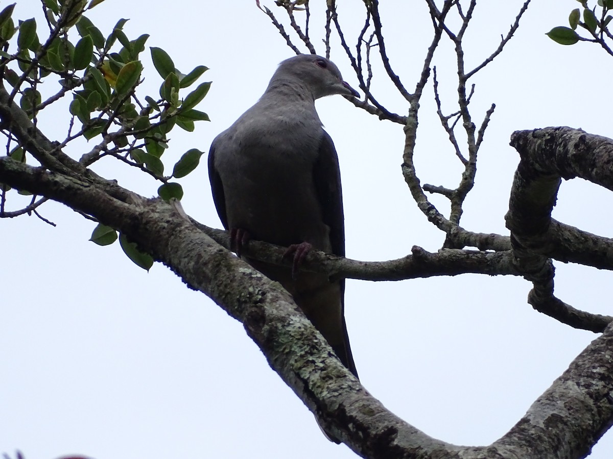 Malabar Imperial-Pigeon - Sakthi Chinnakannu