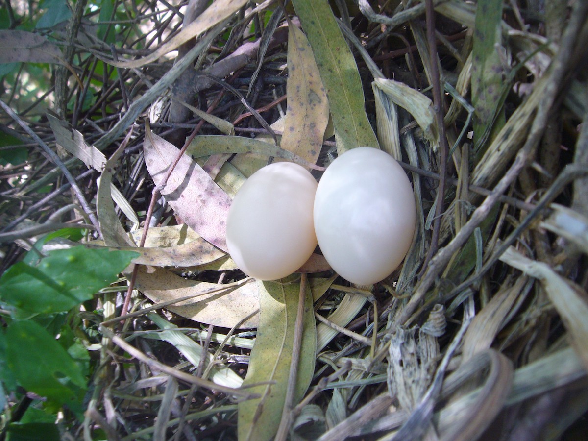 White-tipped Dove - Numa Nazar