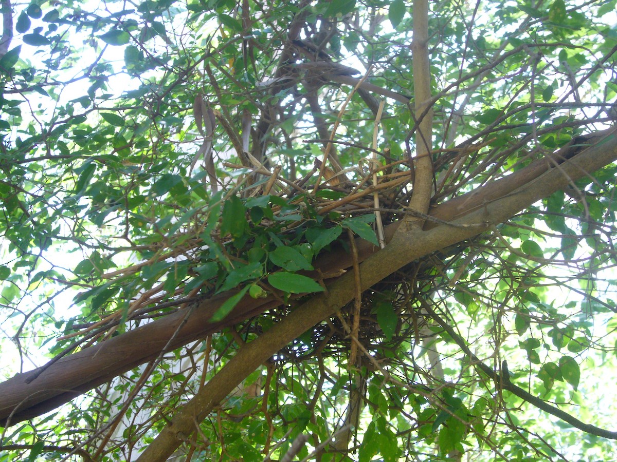 White-tipped Dove - Numa Nazar