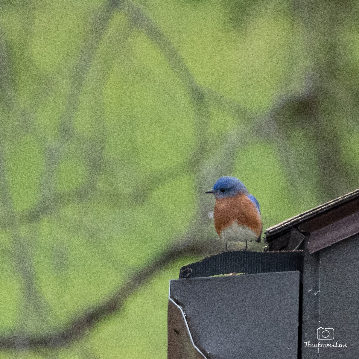 Eastern Bluebird - ML394500321