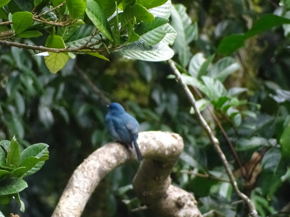 Nilgiri Flycatcher - ML394501181