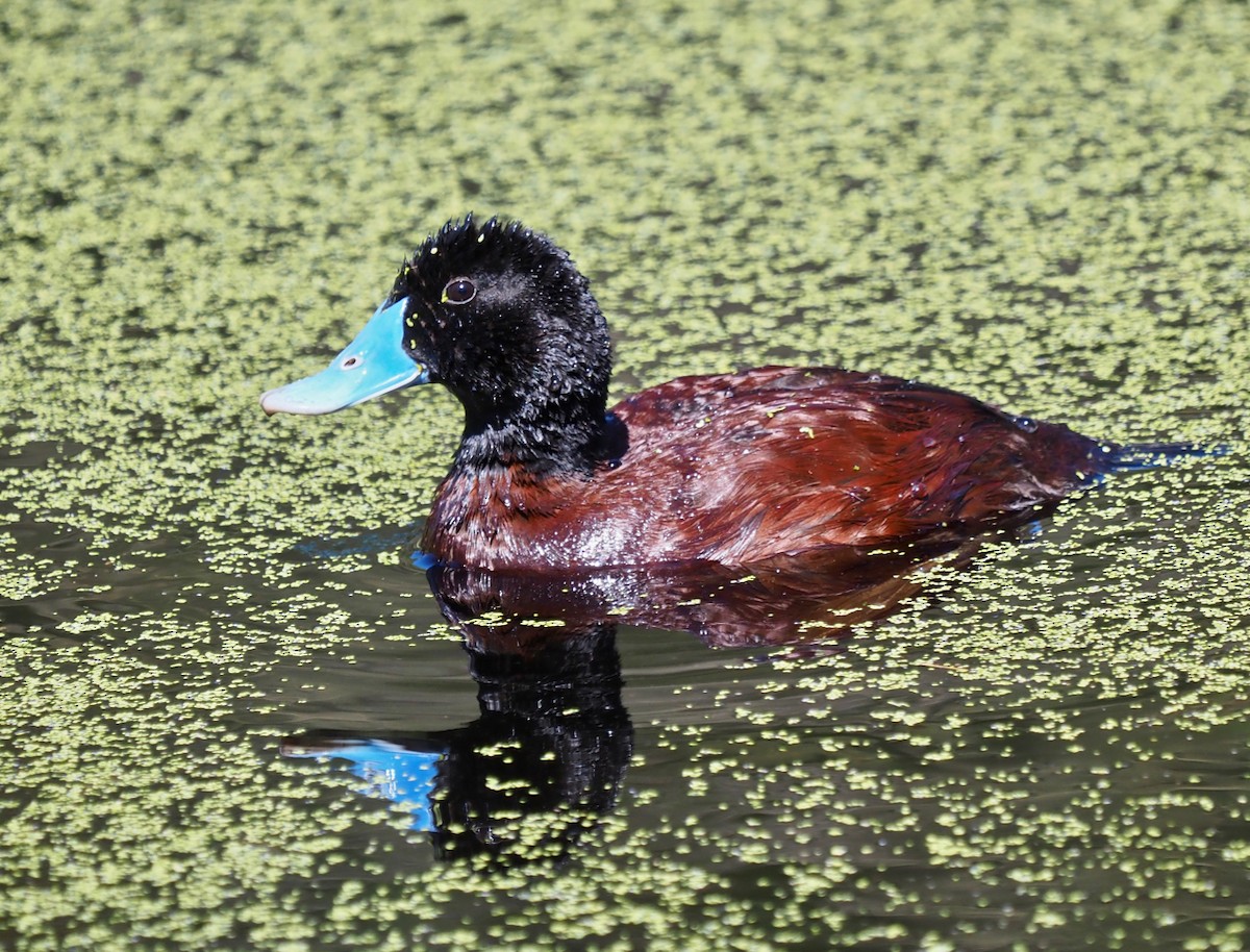 Blue-billed Duck - ML394502441