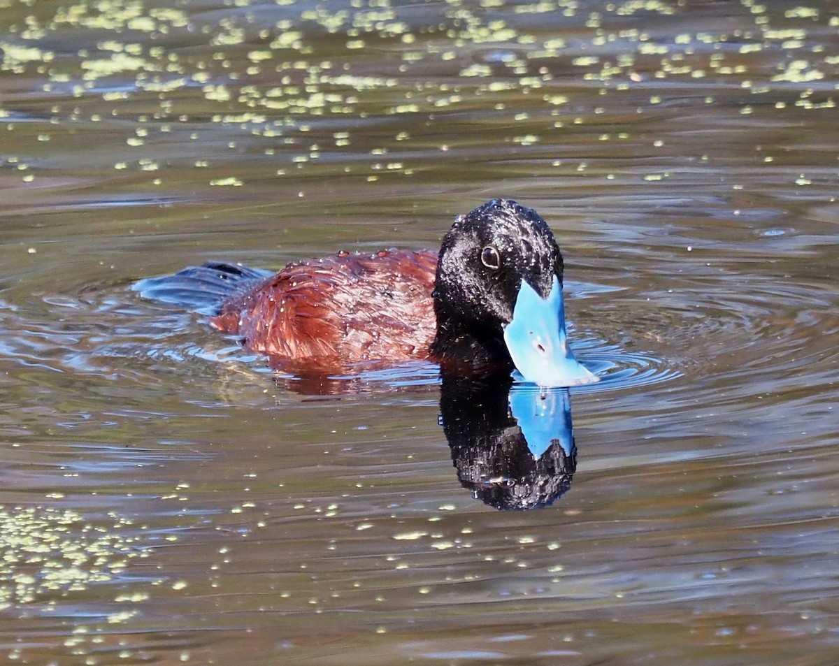 Blue-billed Duck - ML394502451