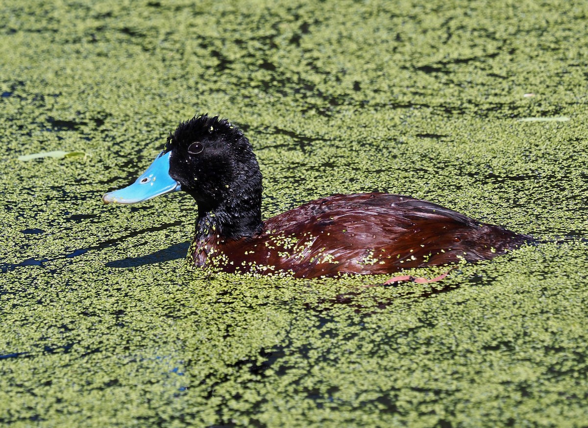 Blue-billed Duck - Ken Glasson