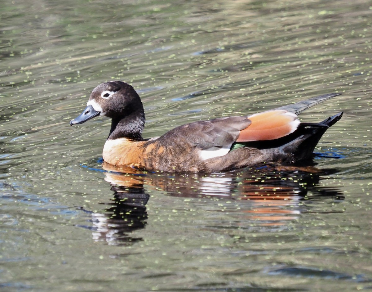 Australian Shelduck - ML394502491