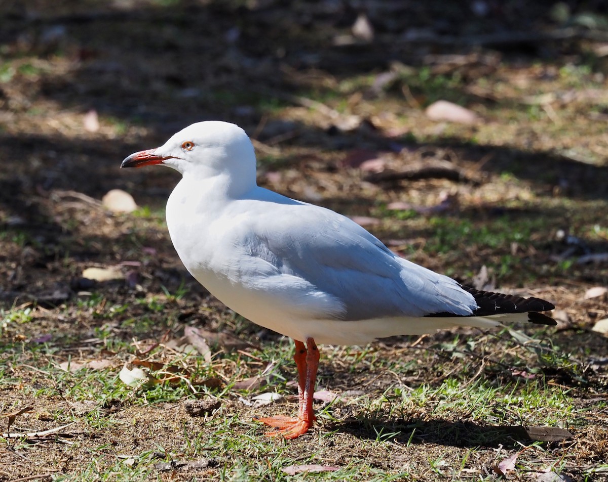 australmåke (novaehollandiae/forsteri) - ML394502631