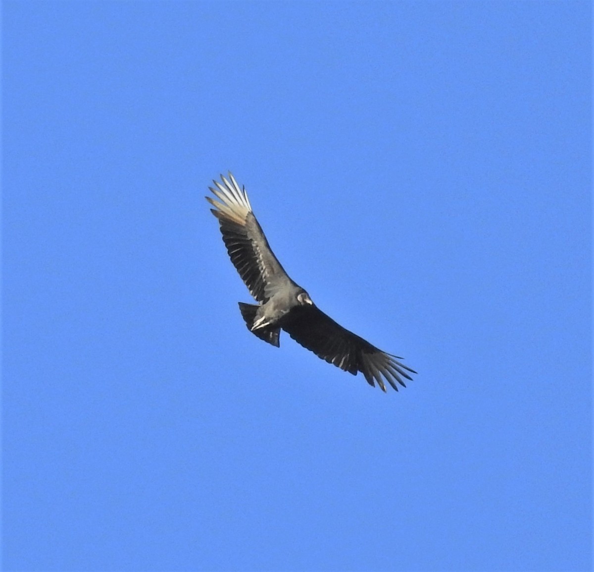 Black Vulture - Paul McKenzie