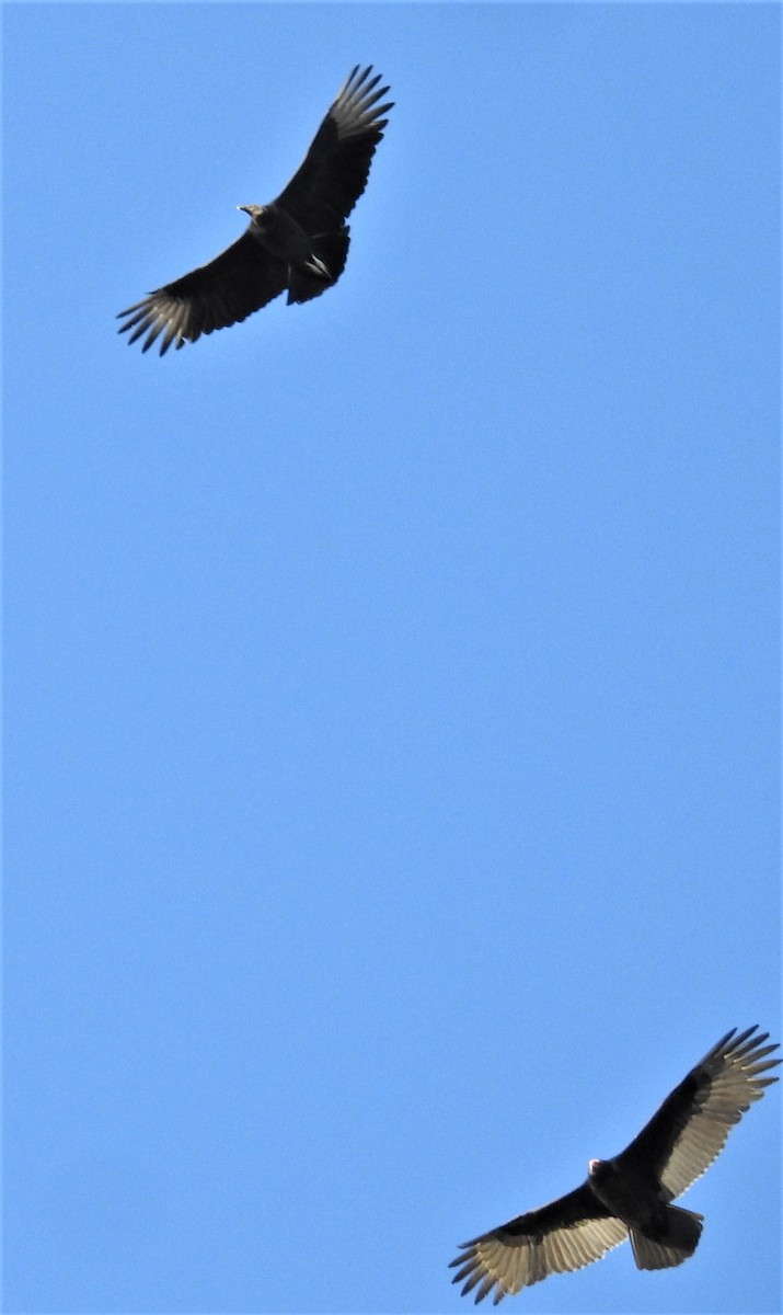 Black Vulture - ML394503481