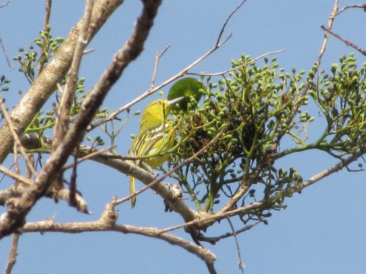 Common Iora - Dave Beeke