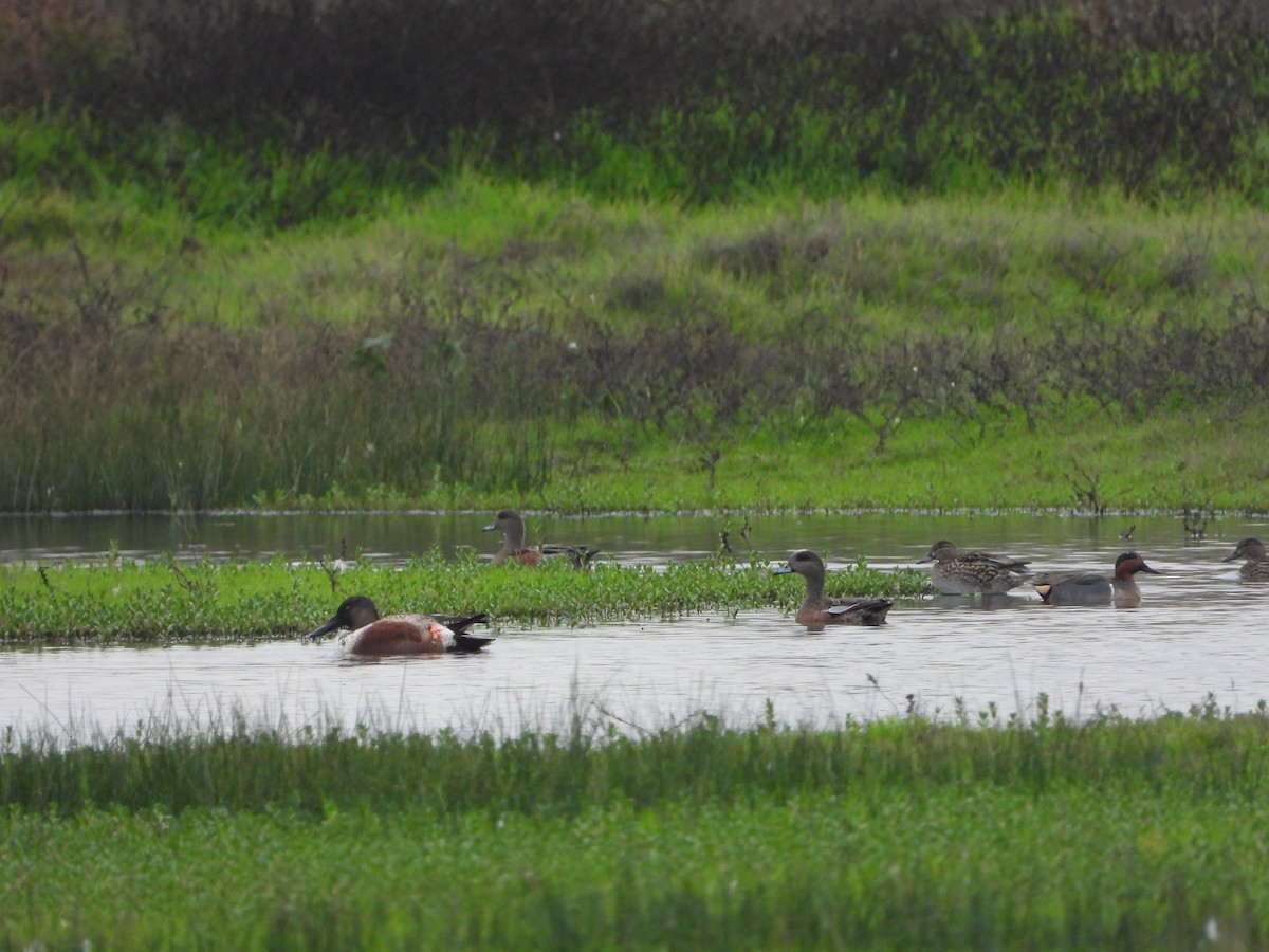 American Wigeon - ML394506701