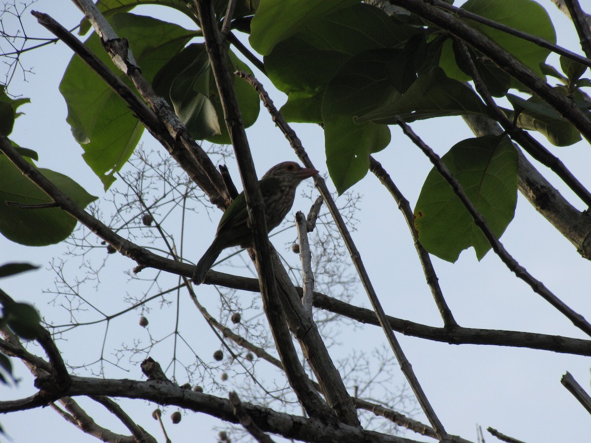 Lineated Barbet - Dave Beeke