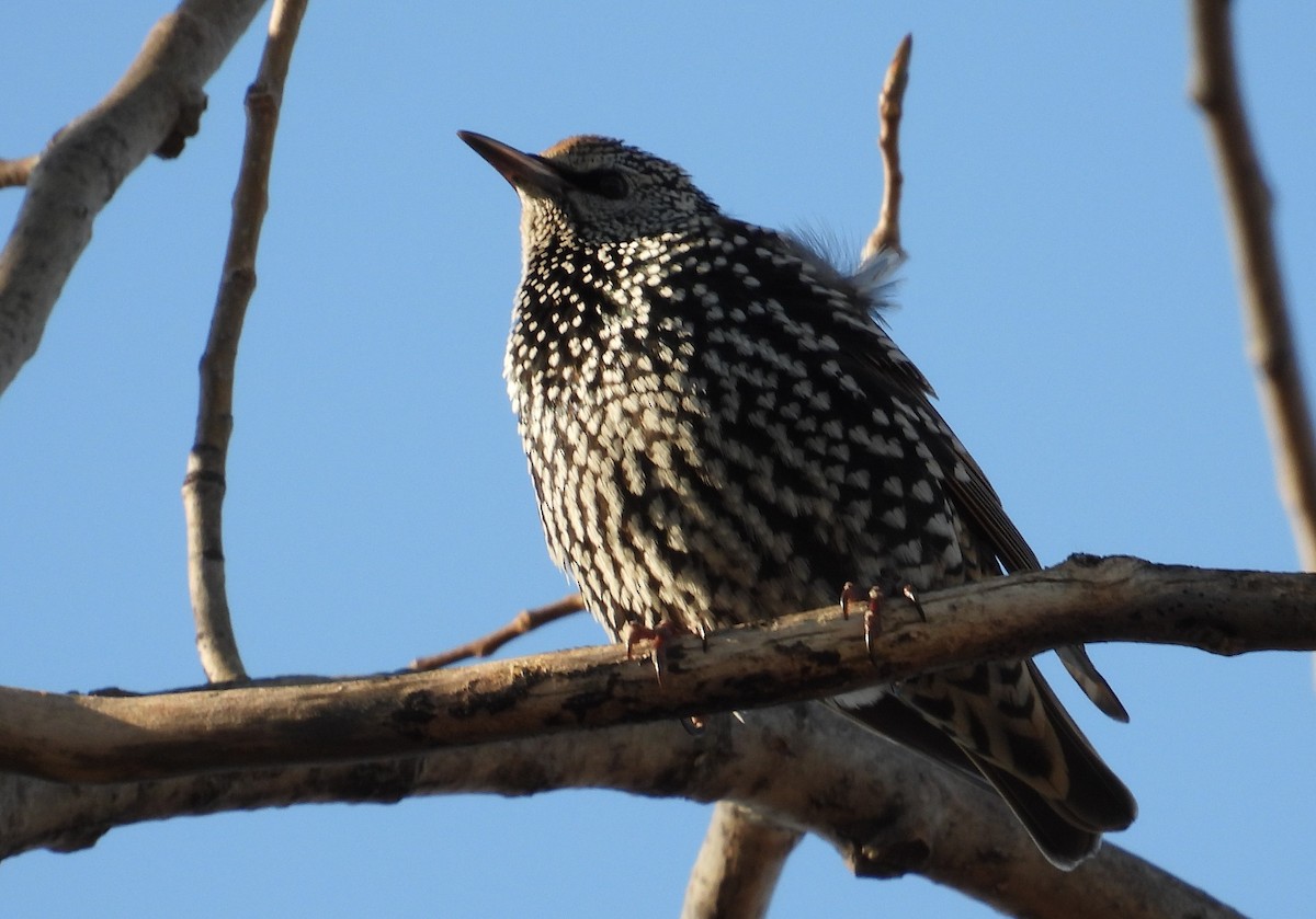 European Starling - ML394508731