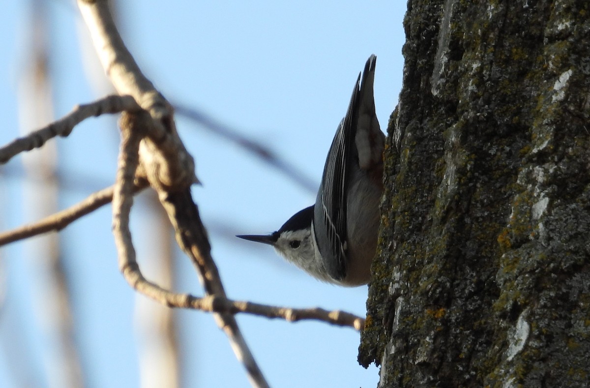 White-breasted Nuthatch - ML394508751