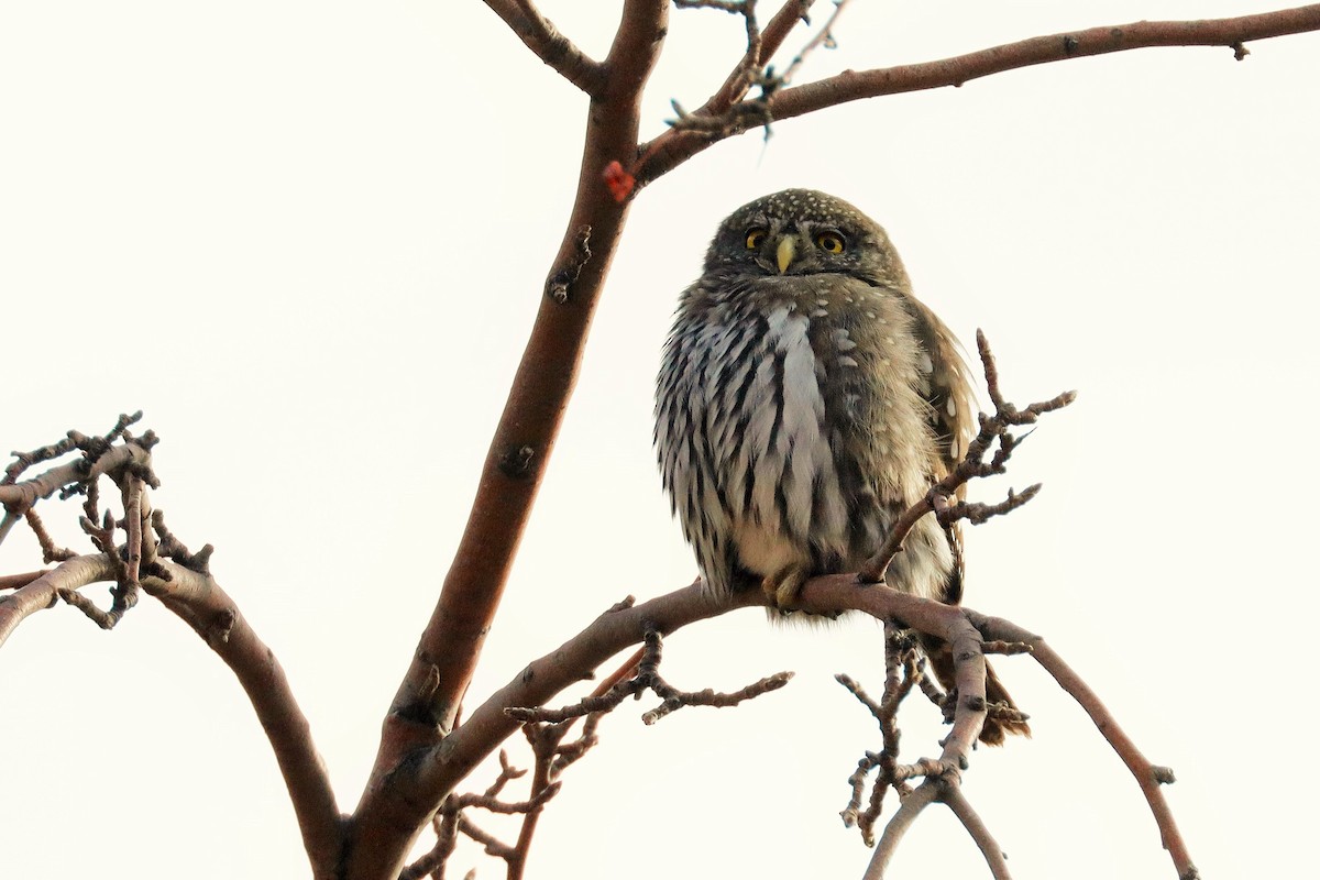 Northern Pygmy-Owl - ML394509751