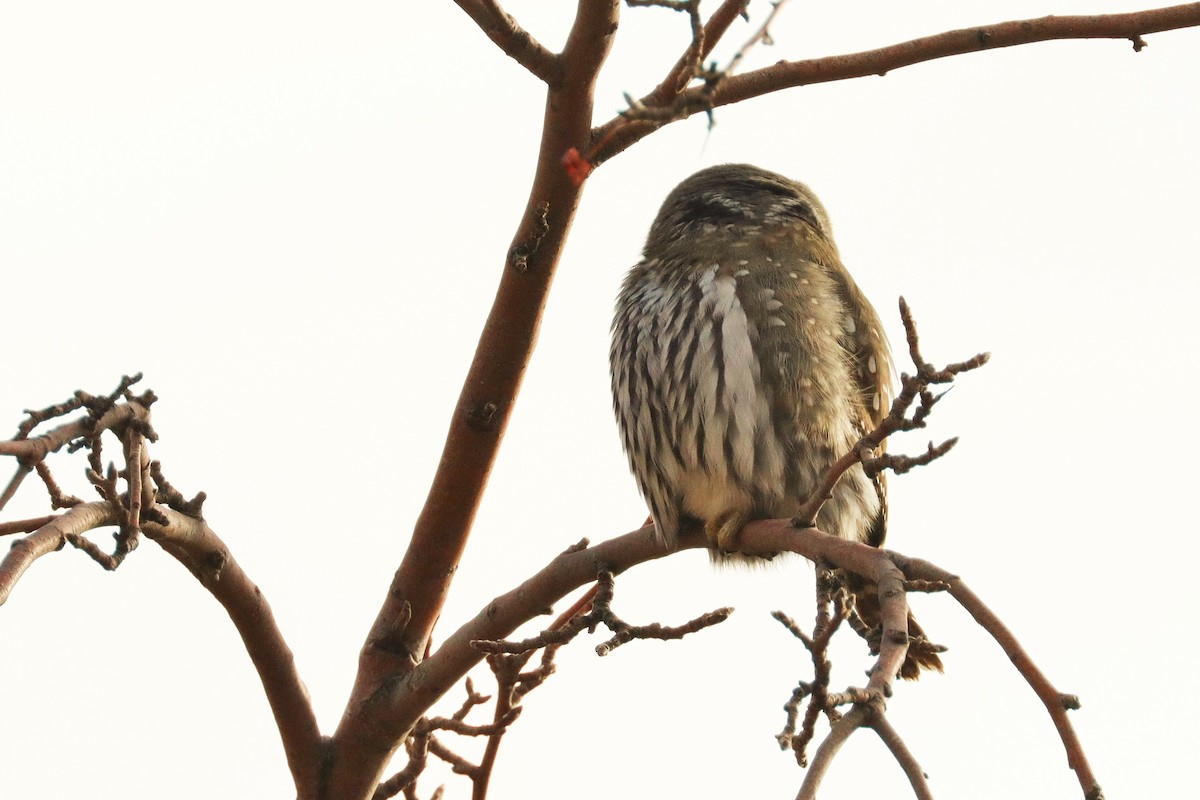 Northern Pygmy-Owl - ML394509761