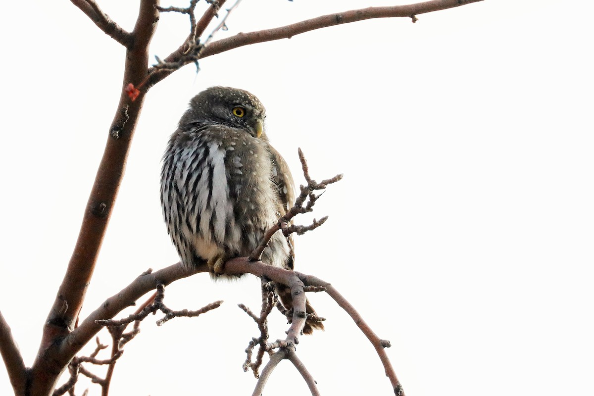 Northern Pygmy-Owl - ML394509771