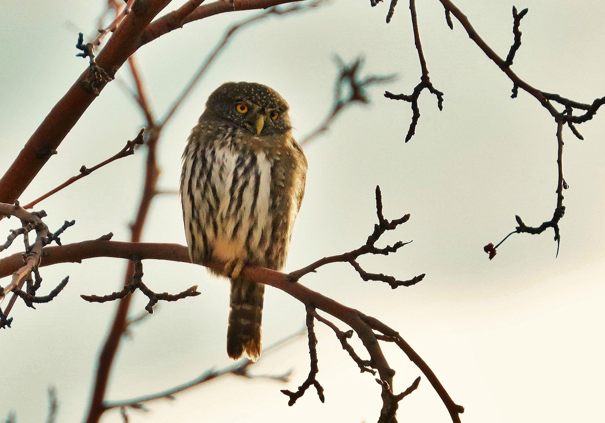 Northern Pygmy-Owl - ML394509791
