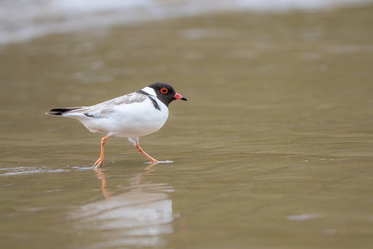 Hooded Plover - ML394514391
