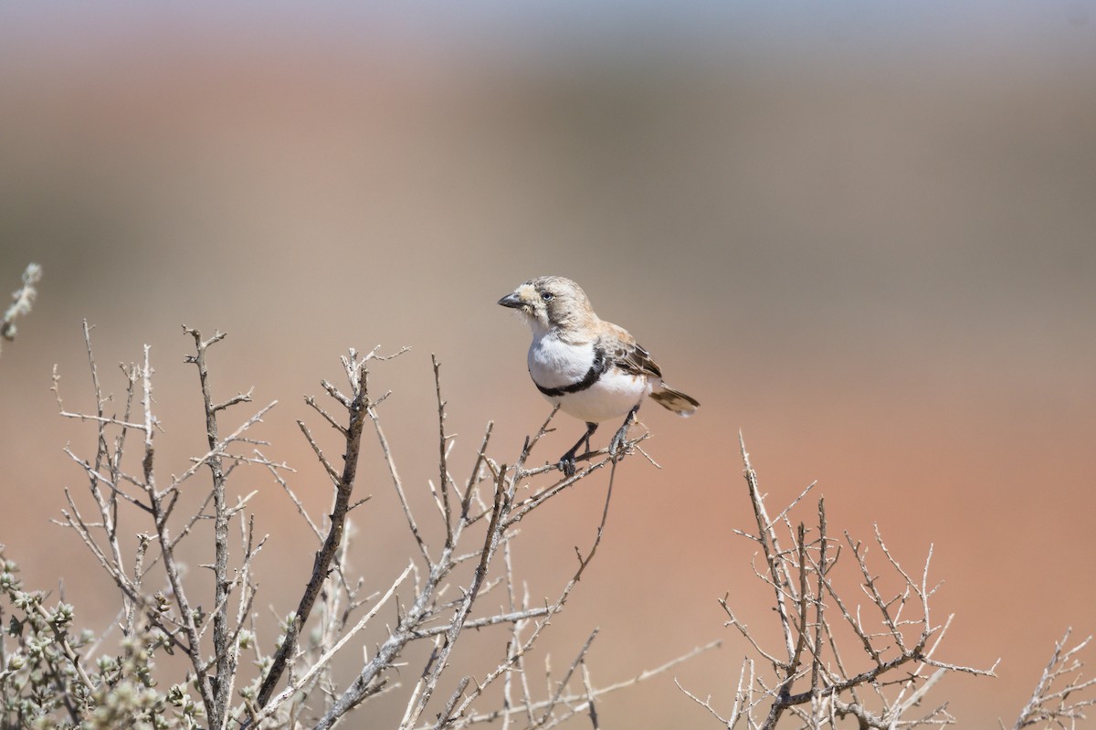 Banded Whiteface - ML394515591