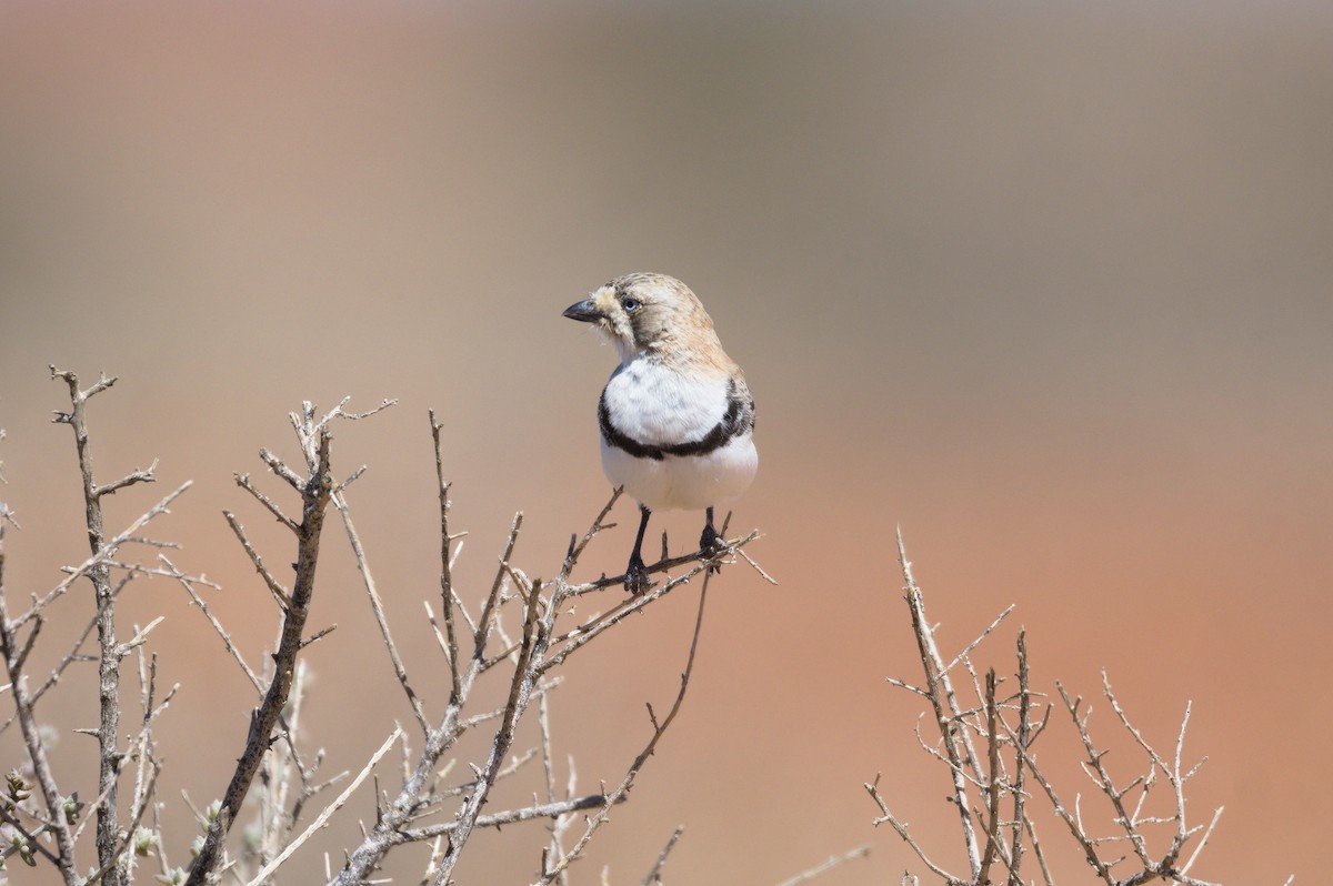 Banded Whiteface - ML394515601