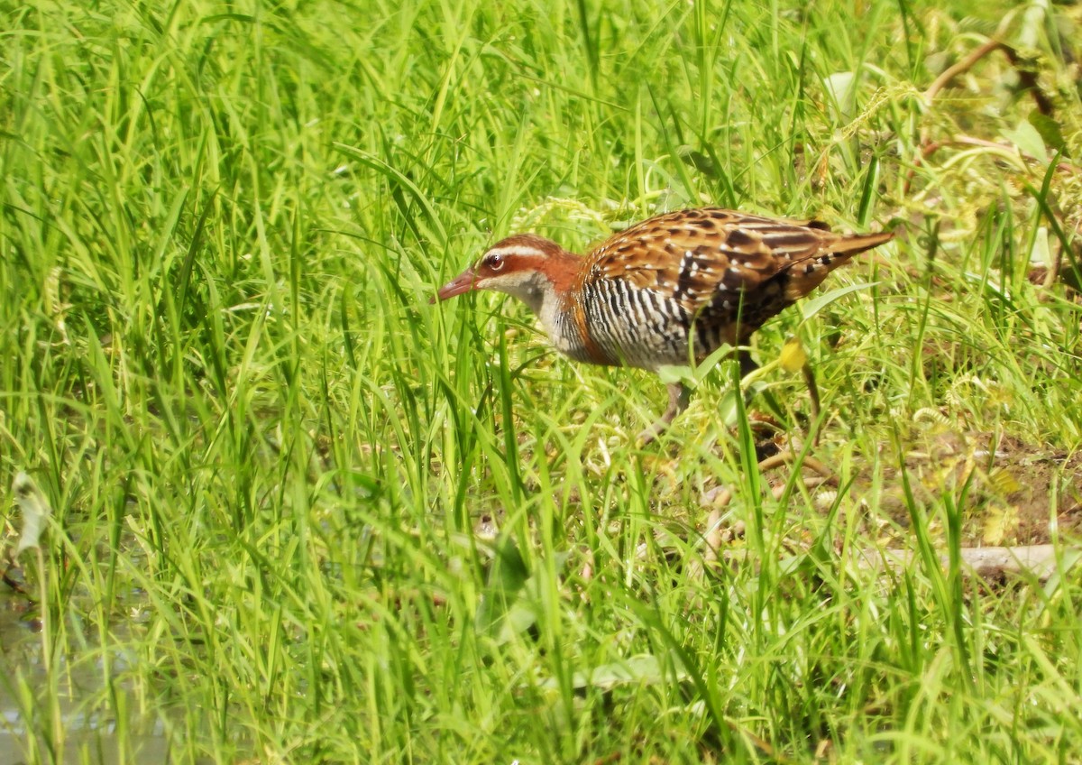 Buff-banded Rail - Jose Antonio (JJ) Sta Ana