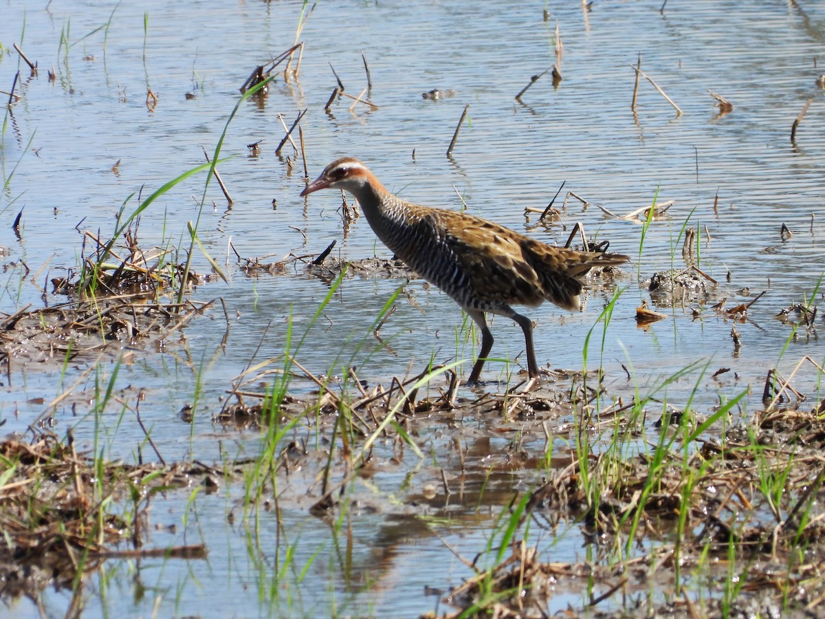 Buff-banded Rail - ML394516641