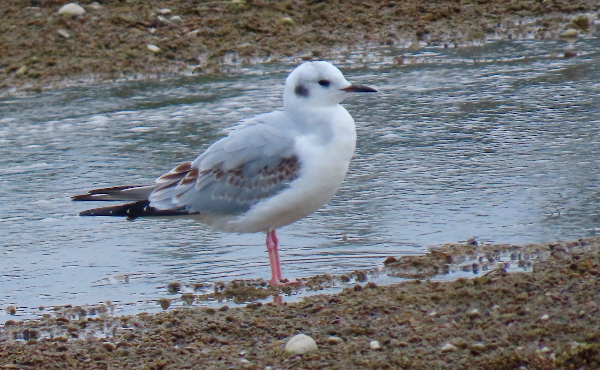 Bonaparte's Gull - ML394519801