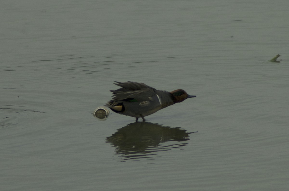 Green-winged Teal - ML394520131