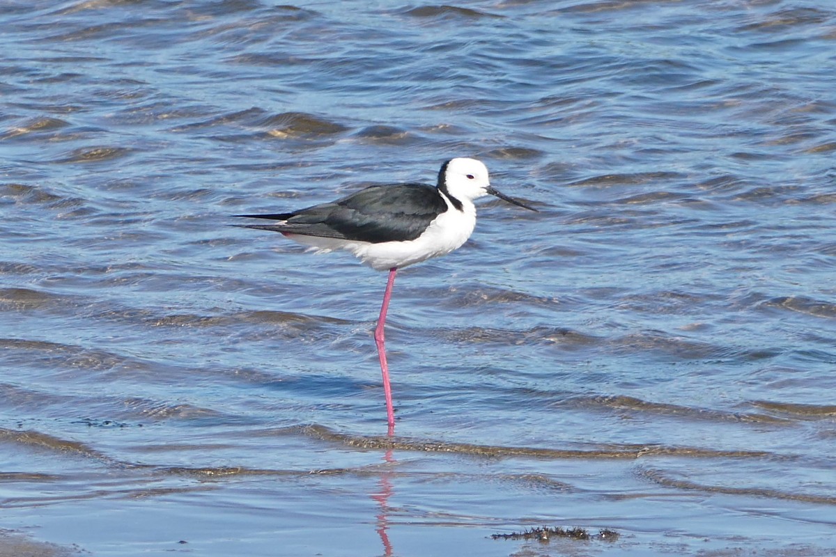 Pied Stilt - Ray Turnbull