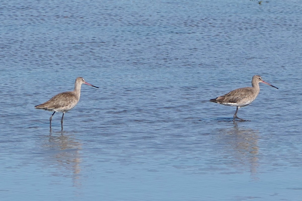 Black-tailed Godwit - Ray Turnbull