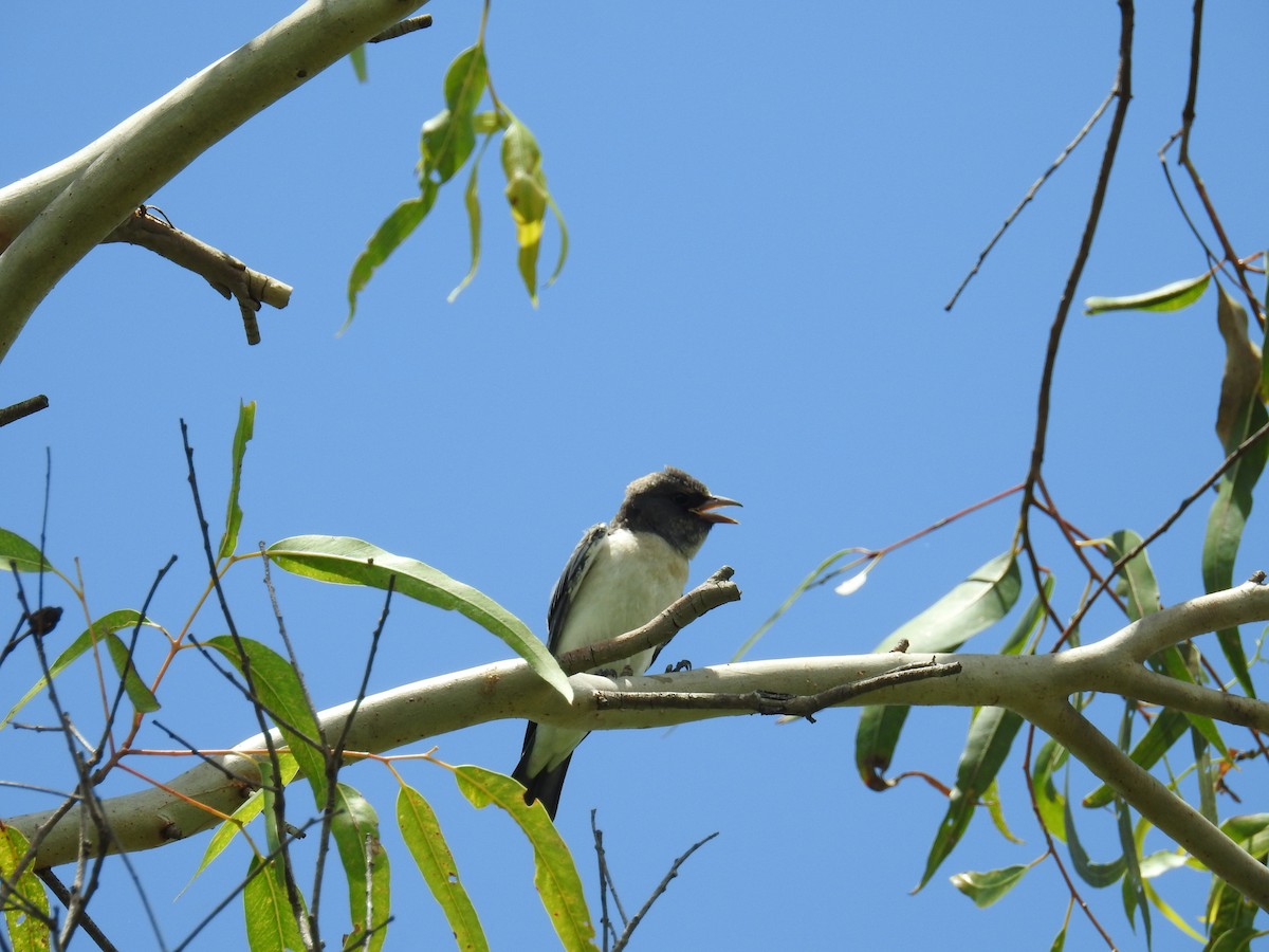 White-breasted Woodswallow - ML394523771