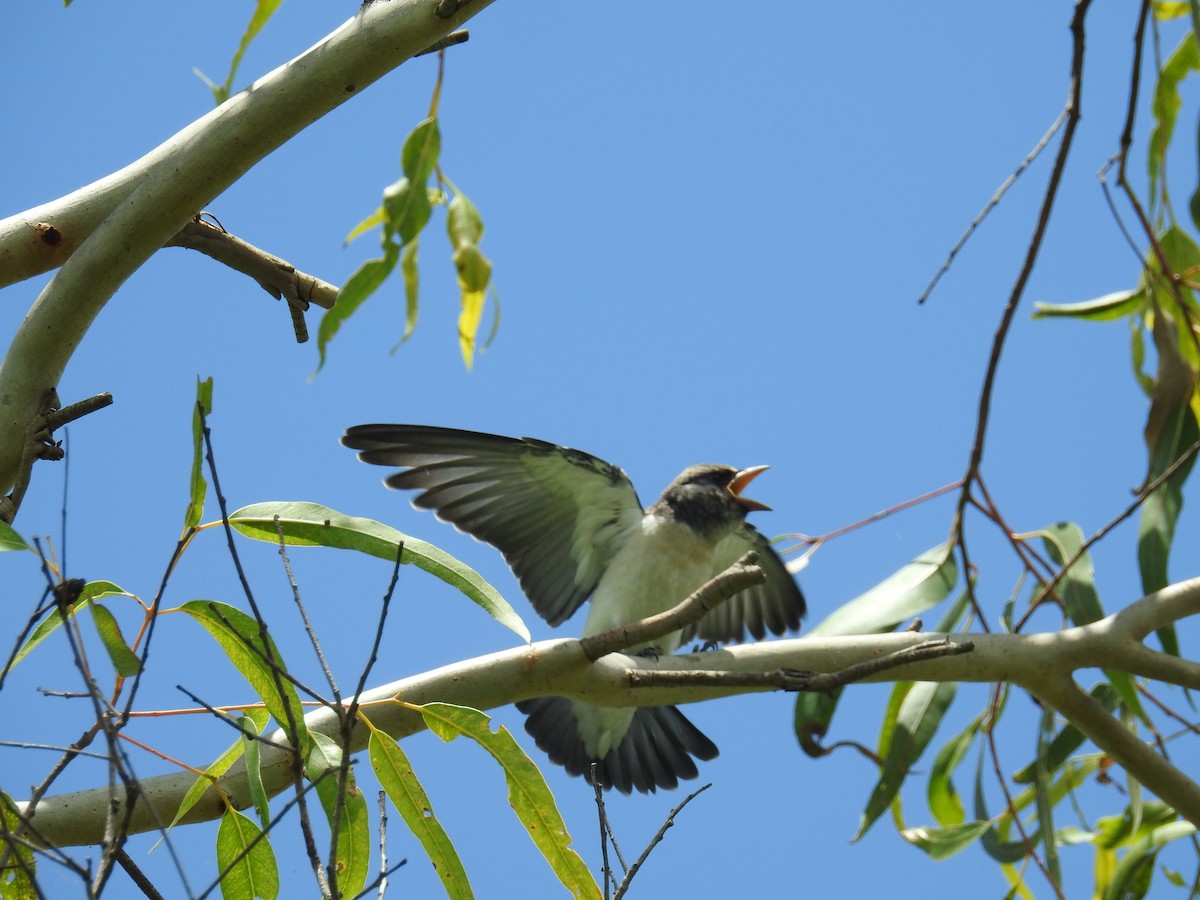 White-breasted Woodswallow - ML394523781