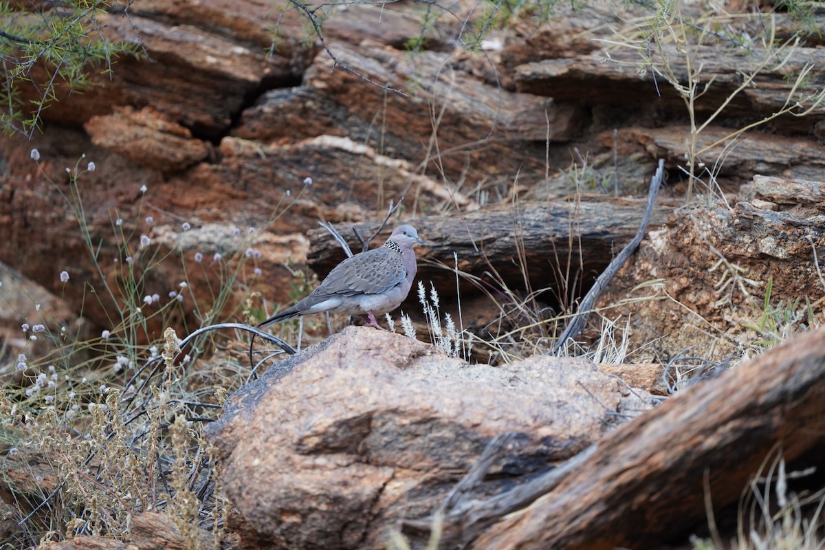 Spotted Dove - ML394523841