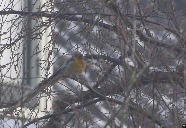 Baltimore Oriole - ML394524961