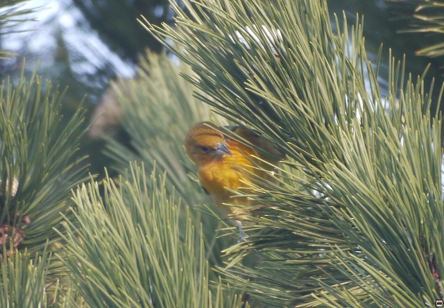 Baltimore Oriole - ML394525011