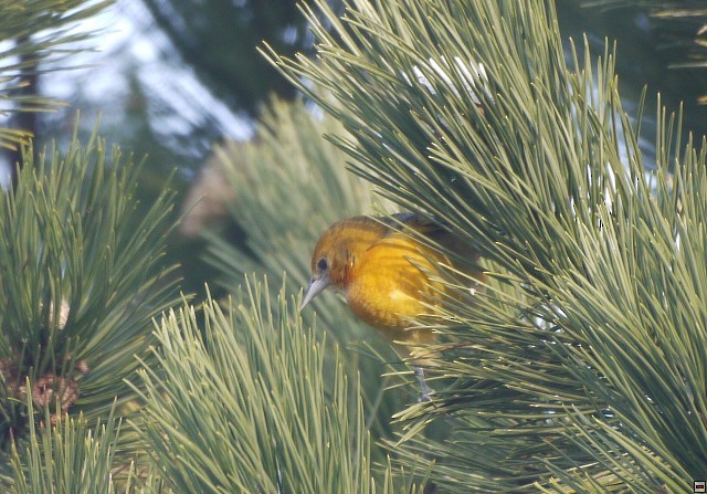Baltimore Oriole - ML394525041