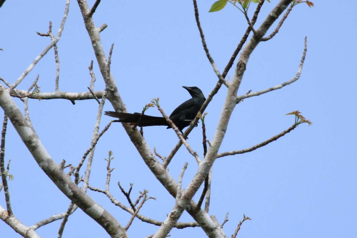 Long-tailed Starling - Richard Noske